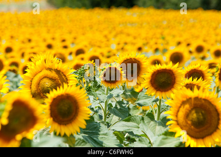 Campagna e girasoli vicino a Cortona, Chianti, Siena, Toscana, Italia, Europa Foto Stock