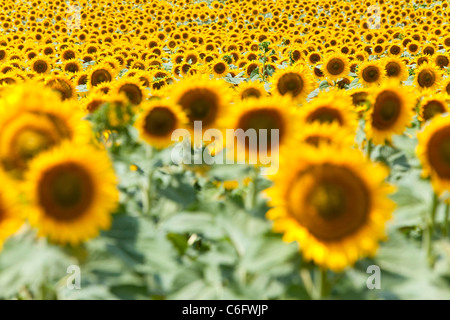 Campagna e girasoli vicino a Cortona, Chianti, Siena, Toscana, Italia, Europa Foto Stock