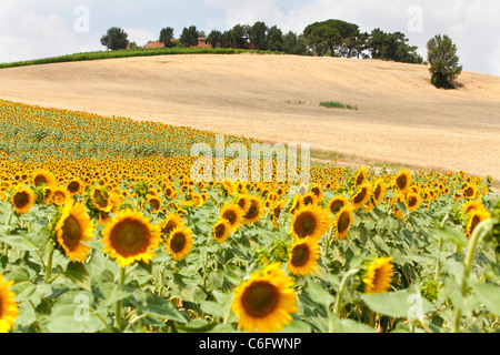 Campagna e girasoli vicino a Cortona, Chianti, Siena, Toscana, Italia, Europa Foto Stock