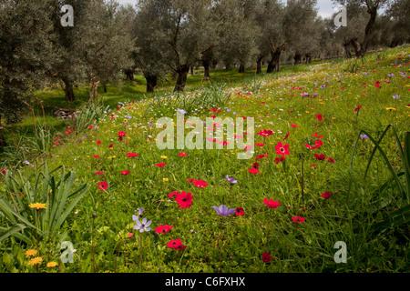 Fiorito di vecchi oliveti, con mayweed e peacock e corona di anemoni, su Lesbo (LESBO) Island, Grecia. Foto Stock