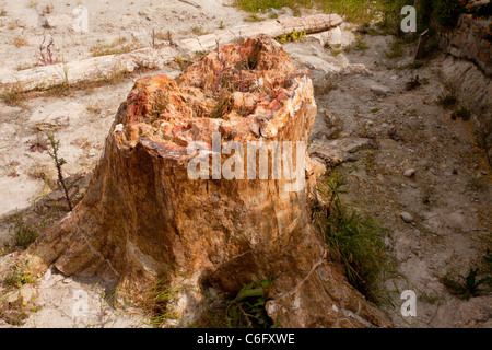 Tronco di albero nella foresta pietrificata, west Lesbo (LESBO); causati da eruzione vulcanica, 20 milioni di anni fa. La Grecia. Foto Stock