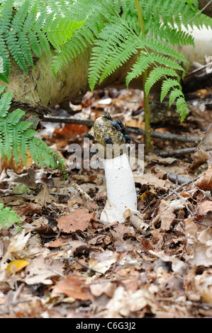 Regno Unito funghi Stinkhorn comune, phallus impudicus, mostrando mosche attirate a punta, Inghilterra, Agosto Foto Stock