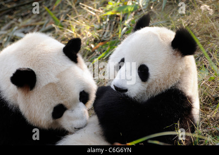 Due sub-adulto panda giganti (Ailuropoda melanoleuca), nella provincia di Sichuan, in Cina