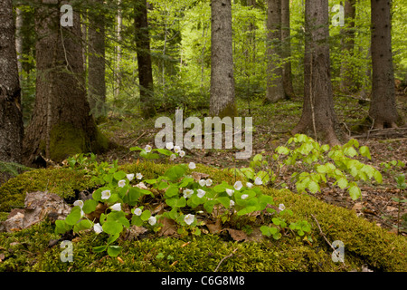 Wood Sorrel, Oxalis acetosella in fiore in primavera nel bosco misto. La Bulgaria. Foto Stock