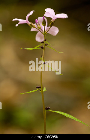 Coralroot o Coral-root, Bittercress Cardamine bulbifera = dentaria in fiore nel bosco di faggio. Con bulbilli sullo stelo. Foto Stock