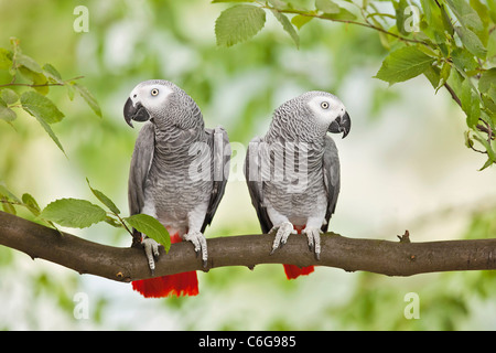 Due Congo africano grigio pappagalli sul ramo Foto Stock