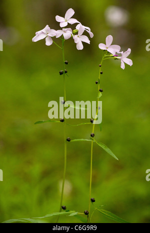 Coralroot o Coral-root, Bittercress Cardamine bulbifera = dentaria in fiore nel bosco di faggio. Con bulbilli sullo stelo. Foto Stock