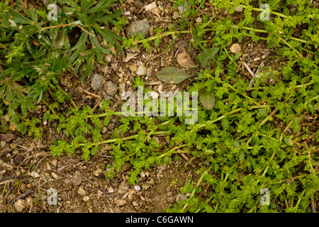 Smooth Rupturewort, Herniaria glabra in fiore. Raro nel Regno Unito in sabbia asciutta luoghi. Foto Stock