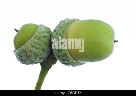 Chiudere l'immagine delle due ghiande su sfondo bianco Foto Stock