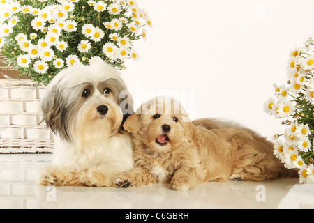 Havanese cane e cucciolo - giacente Foto Stock