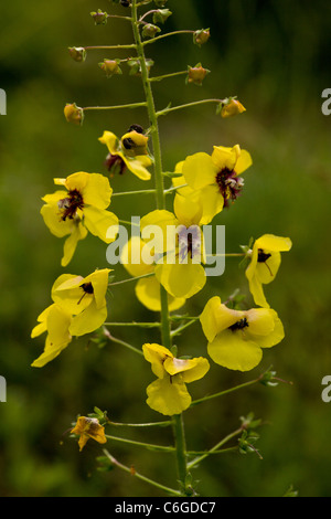 La tignola Mullein, Molène blattaria in fiore; naturalizzate nel Regno Unito. Foto Stock
