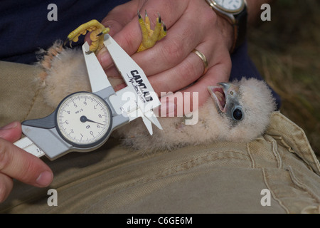 Close-up di giovani Hobby (Falco Subbuteo®) in mano, Cambridgeshire, Inghilterra Foto Stock