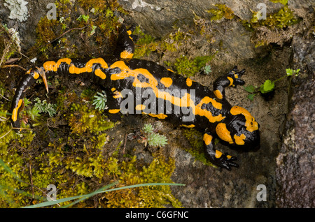 Salamandra pezzata, Salamandra salamandra, vecchio adulto; il Parco Nazionale di Pirin, Bulgaria Foto Stock