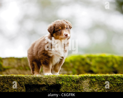 Pastore australiano cane - cucciolo - in piedi Foto Stock