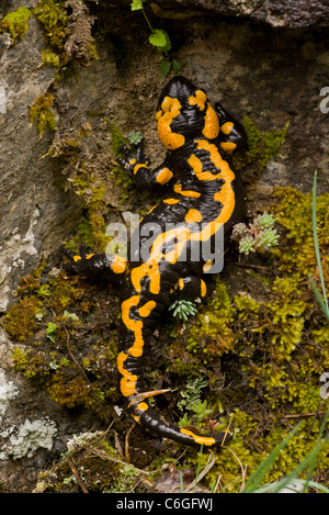 Salamandra pezzata, Salamandra salamandra, vecchio adulto; il Parco Nazionale di Pirin, Bulgaria Foto Stock