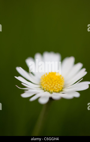 Daisy (Bellis Perenis) a dimensioni reali su un semplice sfondo verde che mostra il centro del fiore in una messa a fuoco nitida. Foto Stock