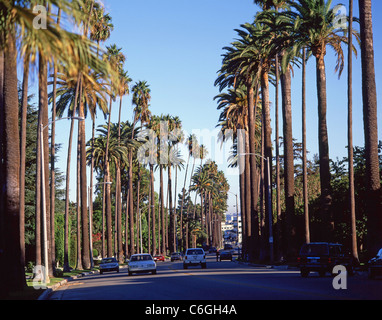 Palme lungo Boulevard, Beverly Hills, Los Angeles, California, Stati Uniti d'America Foto Stock