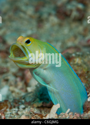 Maschio Jawfish Yellowheaded, Opistognathus aurifrons, frizione di incubazione di uova in bocca in una barriera corallina in Palm Beach Florida Foto Stock