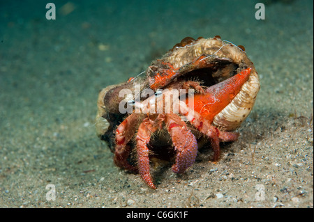 Bar-Eyed granchio eremita, Dardano fucosus, fotografato in Singer Island, Florida. Foto Stock