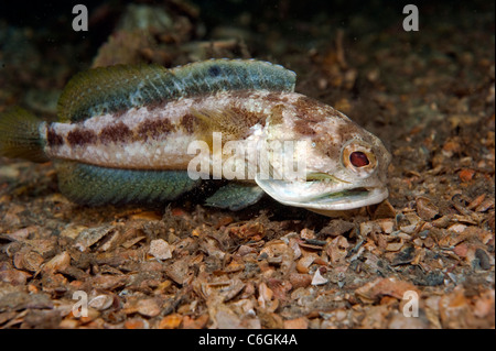 Maschio Jawfish nastrati, Opistognathus macrognathus, scava e prepara la sua tana prima di corteggiamento e accoppiamento. Foto Stock