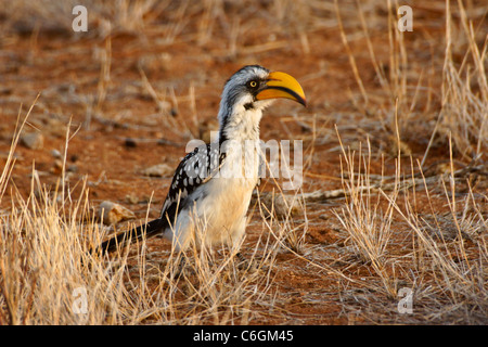 Giallo-fatturati hornbill, Samburu Game Reserve, Kenya Foto Stock