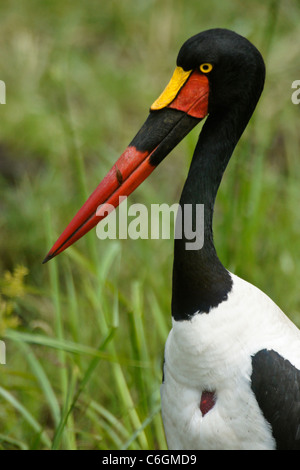 Femmina-sella fatturati stork in marsh, il Masai Mara, Kenya Foto Stock