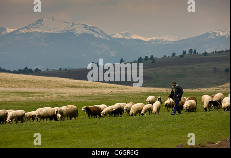 Pastore con pecora gregge in pascoli alti vicino Lago Belmeken, con Rila montagne al di là. La Bulgaria Foto Stock