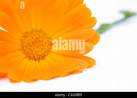 Calendula officinalis. Pentola unica tagete su uno sfondo bianco. Foto Stock