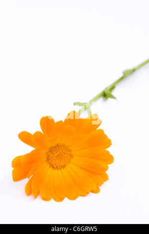 Calendula officinalis. Pentola unica tagete su uno sfondo bianco. Foto Stock