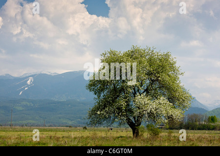Pear Tree in fiore, nr. Kostenec; Rila montagne al di là. La Bulgaria Foto Stock