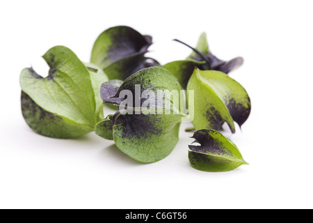 Nicandra physalodes. Semi immaturi cialde del shoo-fly impianto su uno sfondo bianco. Foto Stock