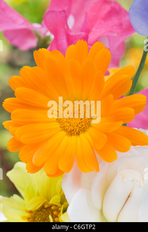 Calendula officinalis, Lathyrus odoratus, Dahlia,e Rosa.Estate fiori in un vaso. Foto Stock