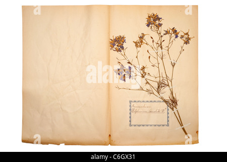 Bella essiccato e fiore pressato sul vecchio andato carta gialla Foto Stock