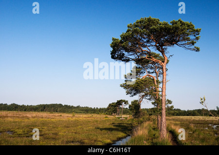 Pino silvestre su comune Thursley Surrey in Inghilterra REGNO UNITO Foto Stock