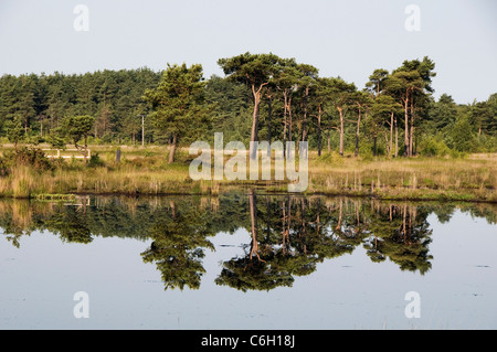 Pino silvestre su comune Thursley Surrey in Inghilterra REGNO UNITO Foto Stock