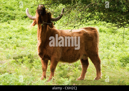 Highland il bestiame mangia mele selvatiche nella foresta di Nuova Inghilterra Hampshire REGNO UNITO Foto Stock