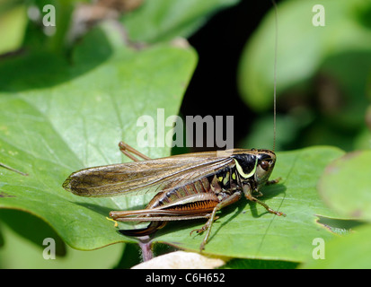 Roesel's bush-cricket (Metrioptera roeseli). Questo è il macropterous, lunga alato, sotto forma di questo insetto (f. diluta) Foto Stock