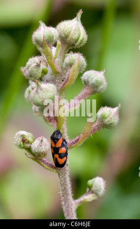 Rosso e nero adulto Cercopis vulnerata una specie di rane tramoggia spittle bug o cuculo insetto allo spiedo su gemme di Blackberry Foto Stock