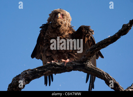 I capretti Bateleur eagle appollaiato su un ramo di morti Foto Stock