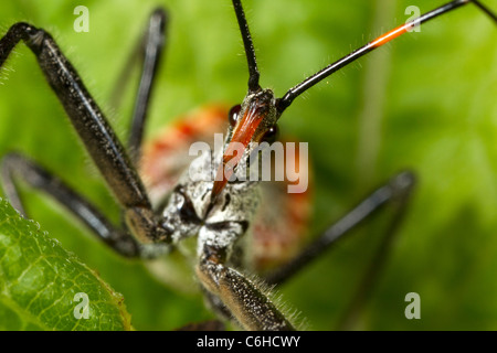 Ruota ninfa bug (Arilus cristatus) Foto Stock