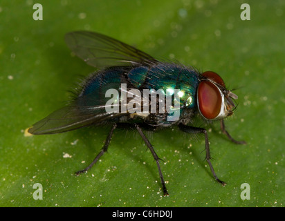 Greenbottle fly (o Lucilia sericata Paenicia), un comune mosca carnaria. Utilizzato da entomologi forensi per determinare l'età dei cadaveri. Foto Stock