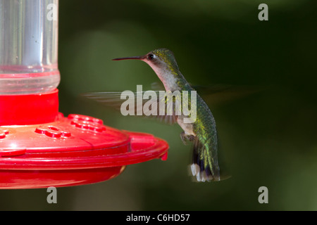 Ruby throated hummingbird (archilochus colubris) a alimentatore. Foto Stock