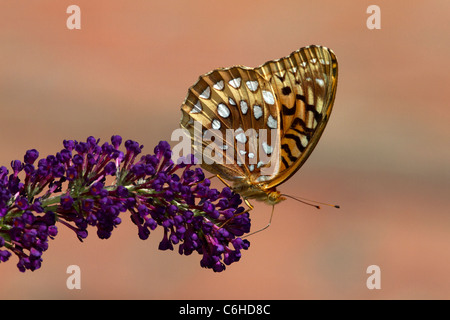 Grande lamas fritillary (Speyeria cybele) alimentazione in fiore. Foto Stock