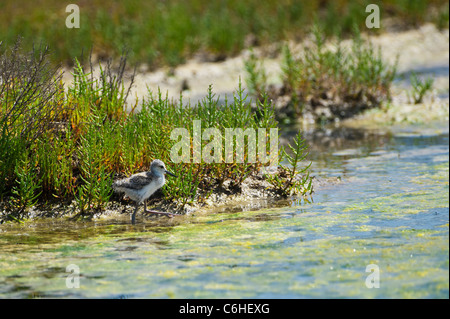 Immaturo Pied Stilt (Himantopus himantopus), Loix salt marsh, Ile de Ré, Francia Foto Stock