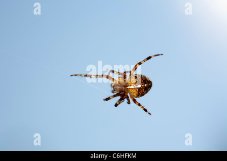 Giardino spider Araneus diadematus Foto Stock