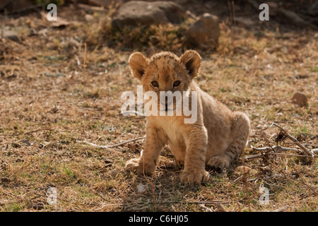 Cucciolo di Leone Foto Stock