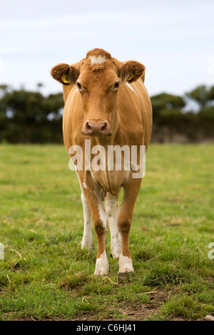 A Guernsey mucca in un campo si affaccia la fotocamera Foto Stock