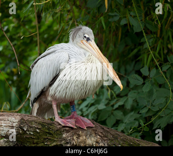 Rosa-backed Pelican Pelecanus rufescens lo Zoo Twycross Warwickshire England Regno Unito GB EU Europe Foto Stock