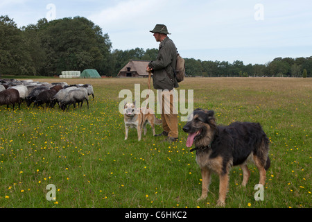 Pastore con il suo gregge di tedesco Heath vicino Wilsede, Luneberg, Bassa Sassonia, Germania Foto Stock