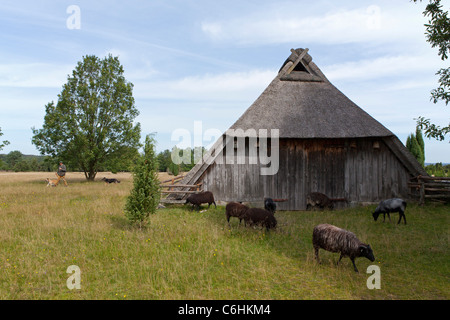 Pastore con il suo gregge di tedesco Heath vicino Wilsede, Luneberg, Bassa Sassonia, Germania Foto Stock